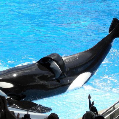 Blackfish (film) logo