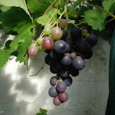 Vitis vinifera logo