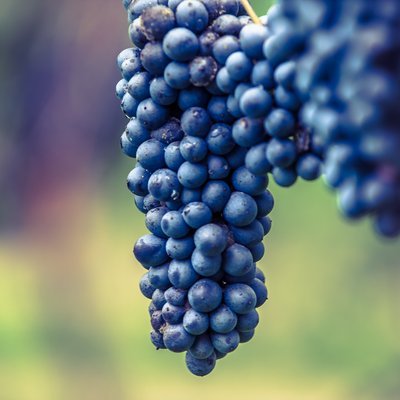 Lambrusco