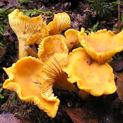 Chanterelle
