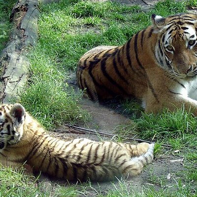 DierenPark Amersfoort
