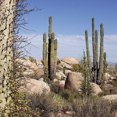 Baja California logo