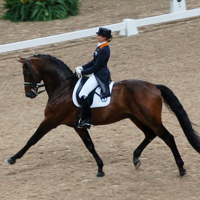 United States Dressage Federation