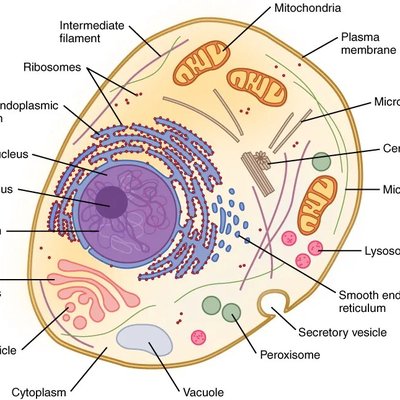 Cell (biology)