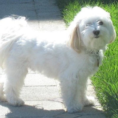 Havanese