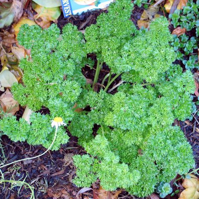 Biennial plant