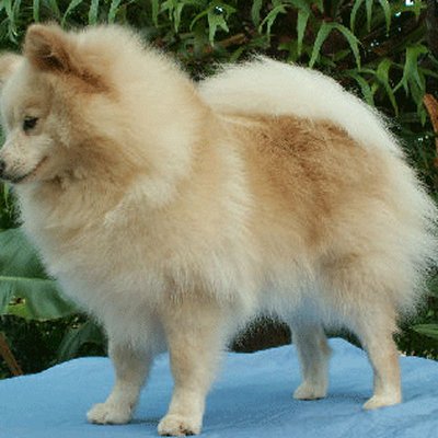 German Spitz