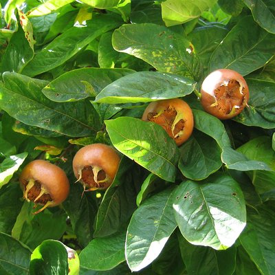 Mespilus germanica