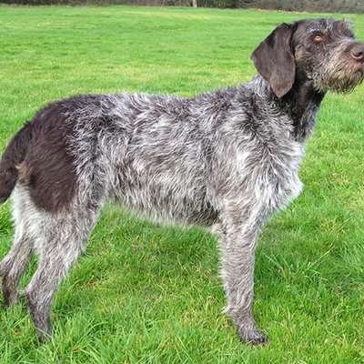 German Wirehaired Pointer