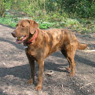 Chesapeake Bay Retriever logo