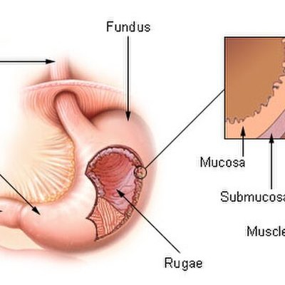 Stomach logo