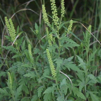 Ragweed