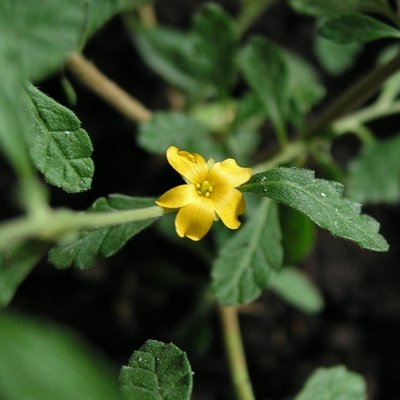 Turnera diffusa