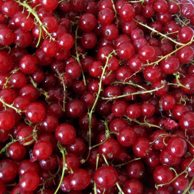 Redcurrant