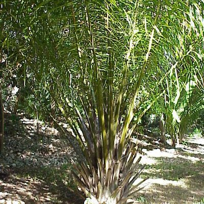 Elaeis guineensis