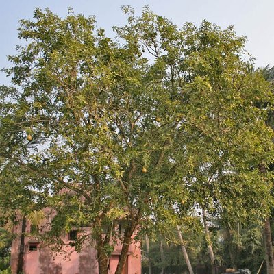 Aegle marmelos