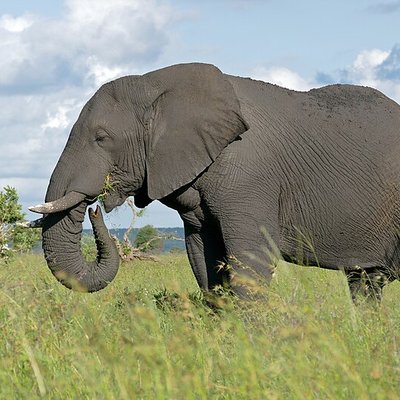 African bush elephant logo