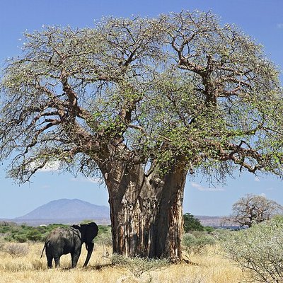 Adansonia digitata