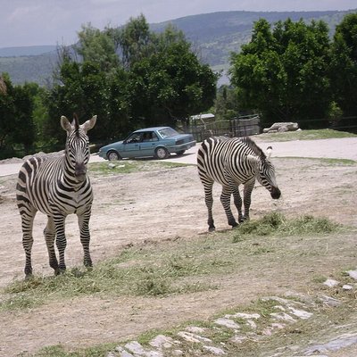 Africam Safari