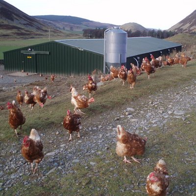 Free range logo