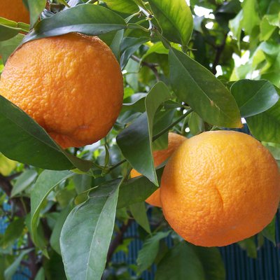Bitter orange