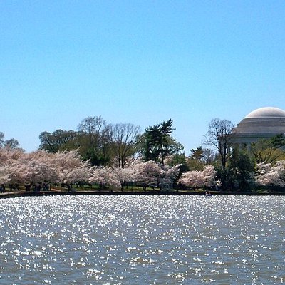 National Cherry Blossom Festival logo