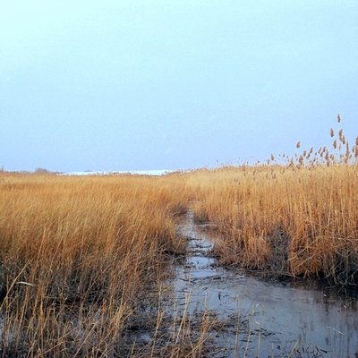 Marsh