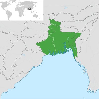 Bengal