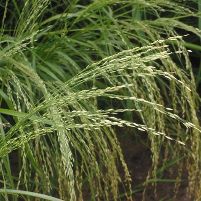 Eragrostis tef