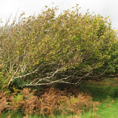 Corylus avellana