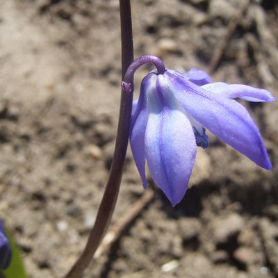 Scilla