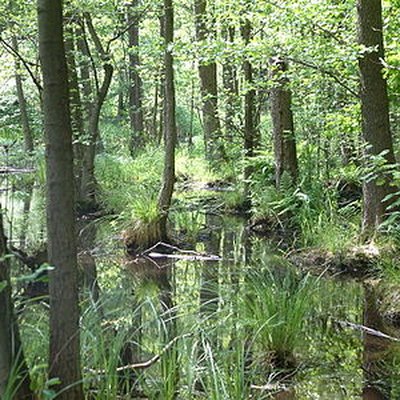 Swamp logo