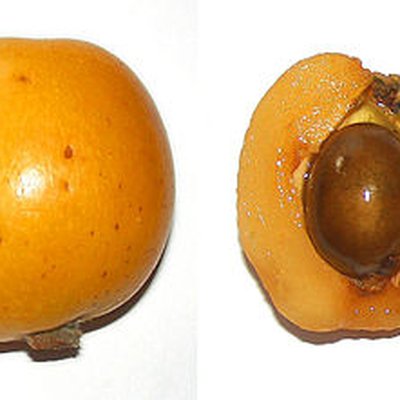 Loquat