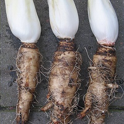 Chicory