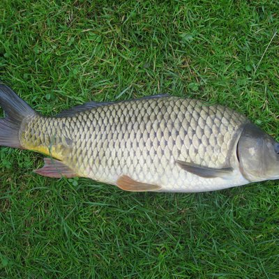 Cyprinus