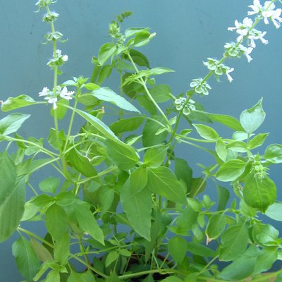 Lemon basil
