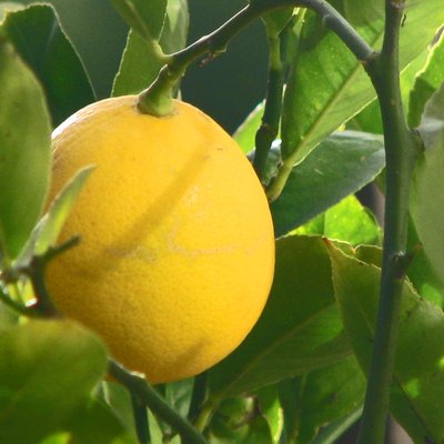 Meyer lemon
