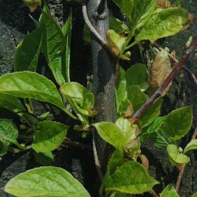 Schisandra chinensis