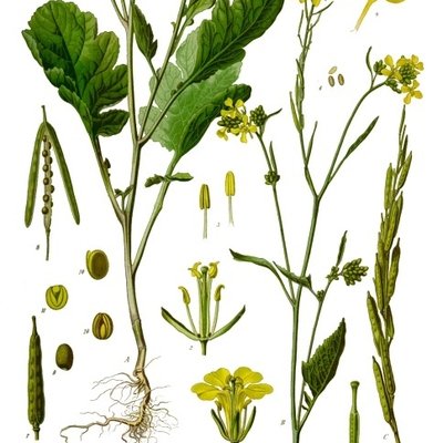 Brassica nigra