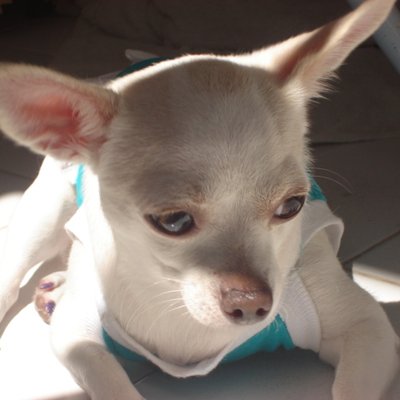 Beverly Hills Chihuahua 2