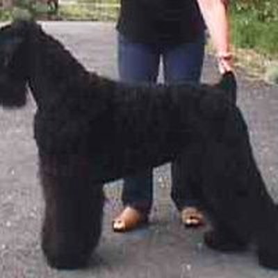 Black Russian Terrier