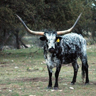 Texas Longhorn logo