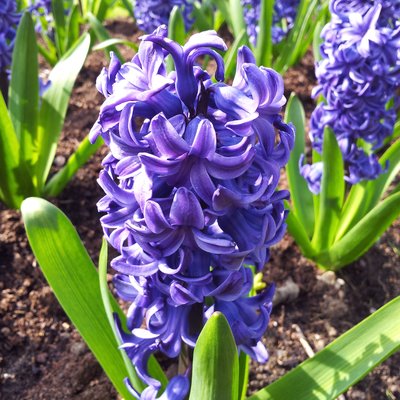 Hyacinth (plant)