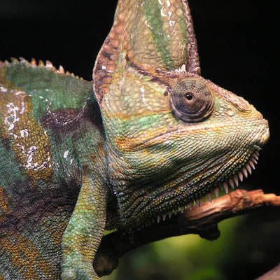 Veiled chameleon