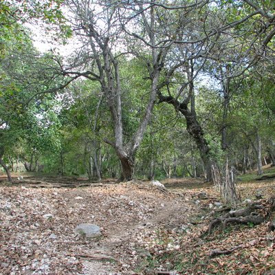 Juglans regia