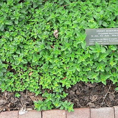 Marjoram