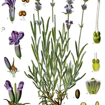Lavandula angustifolia