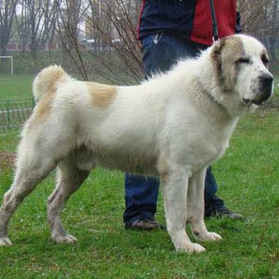 Central Asian Shepherd Dog