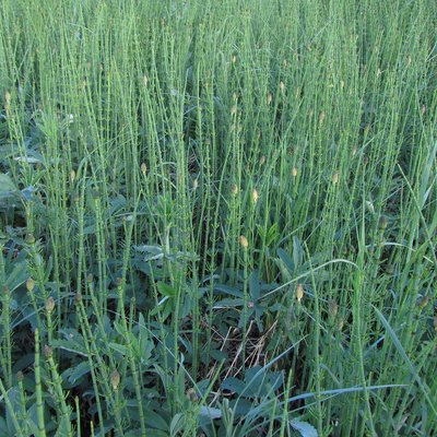 Equisetum