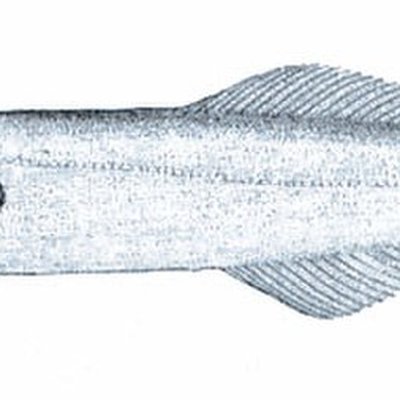 Remora